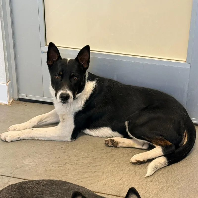 Serenade thumbnail 2