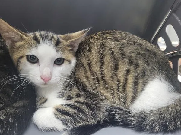 A baby small-sized male Domestic Short Hair cat named Kd C Candy for adoption in Lawrenceville, GA