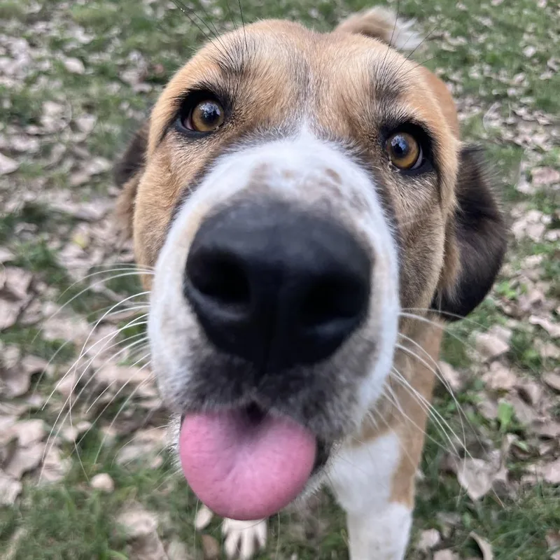 An adult large-sized female Great Pyrenees dog named Dallas for adoption in Manhattan, KS