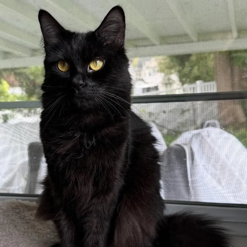 A young medium-sized female Domestic Long Hair cat named Raven for adoption in Batavia, NY