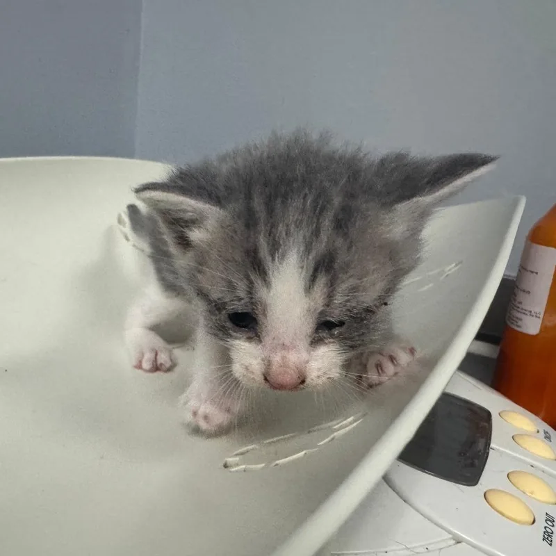 A baby small-sized male Gray / Blue / Silver Domestic Short Hair cat named Aspen for adoption in Columbus, GA