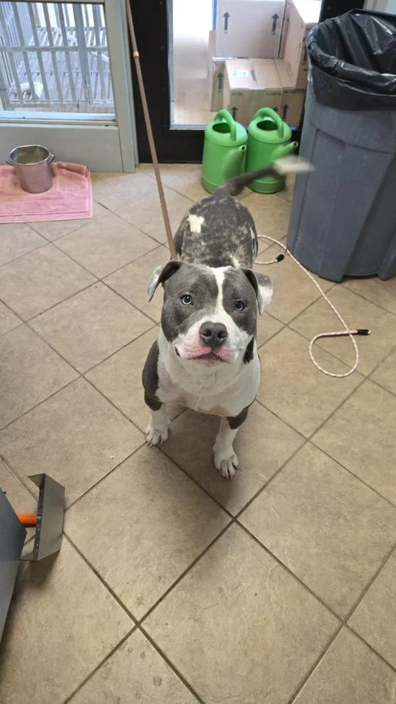 A young medium-sized male Pit Bull Terrier dog named Gunner for adoption in Marion, OH