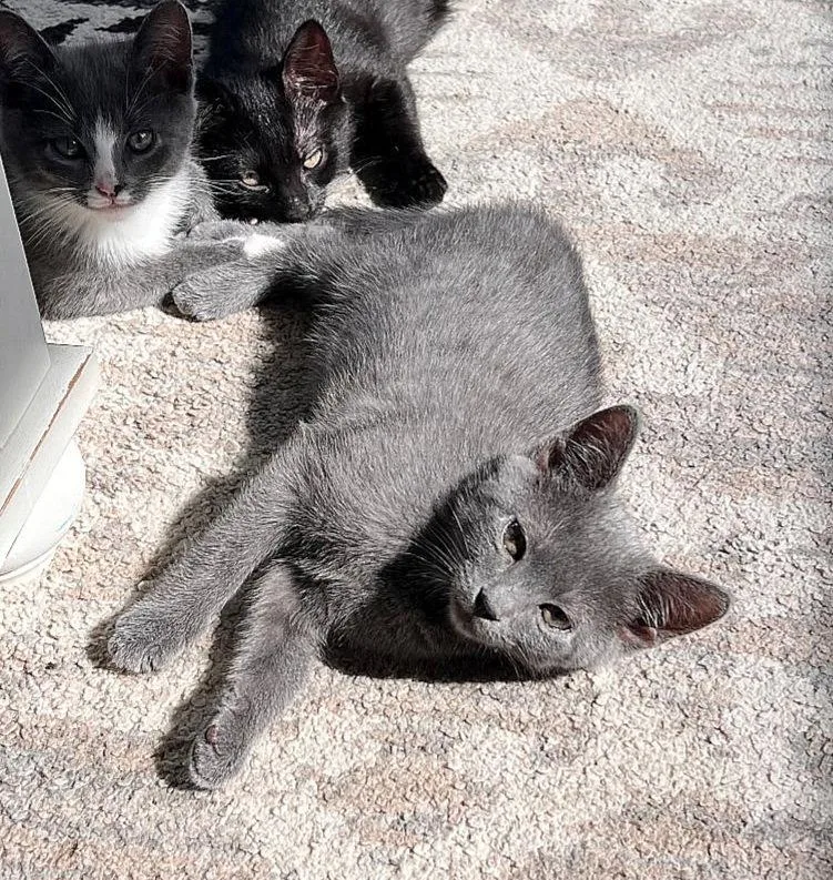 A baby medium-sized female Gray / Blue / Silver Domestic Short Hair cat named Allie for adoption in Whitehall, PA