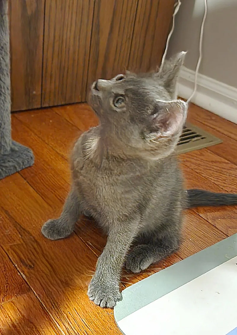Allie thumbnail 3