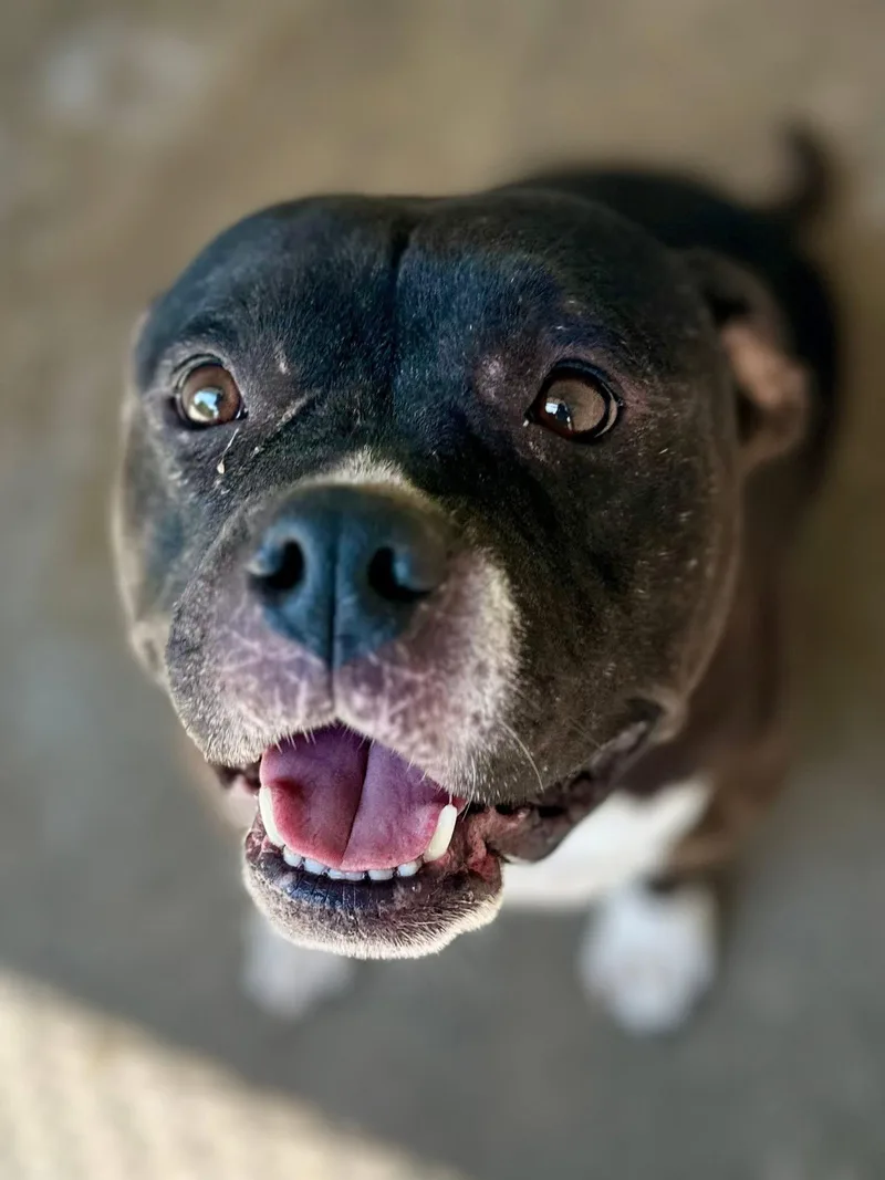 An adult medium-sized female Black Pit Bull Terrier dog named Sugar for adoption in Sherman, TX