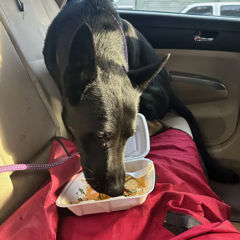 Gentle Kent Mckenley Ken