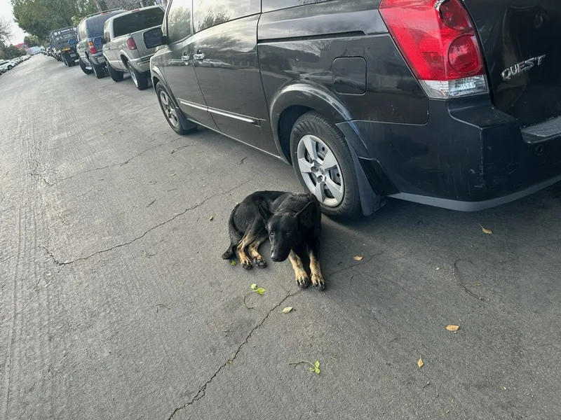 Gentle Kent Mckenley Ken thumbnail 4