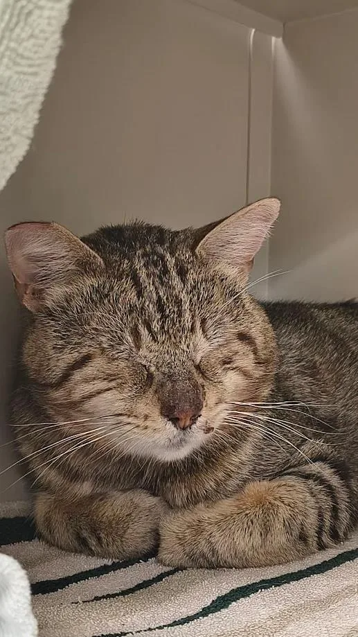 An adult medium-sized male Domestic Short Hair cat named Lil Man for adoption in Las Vegas, NV