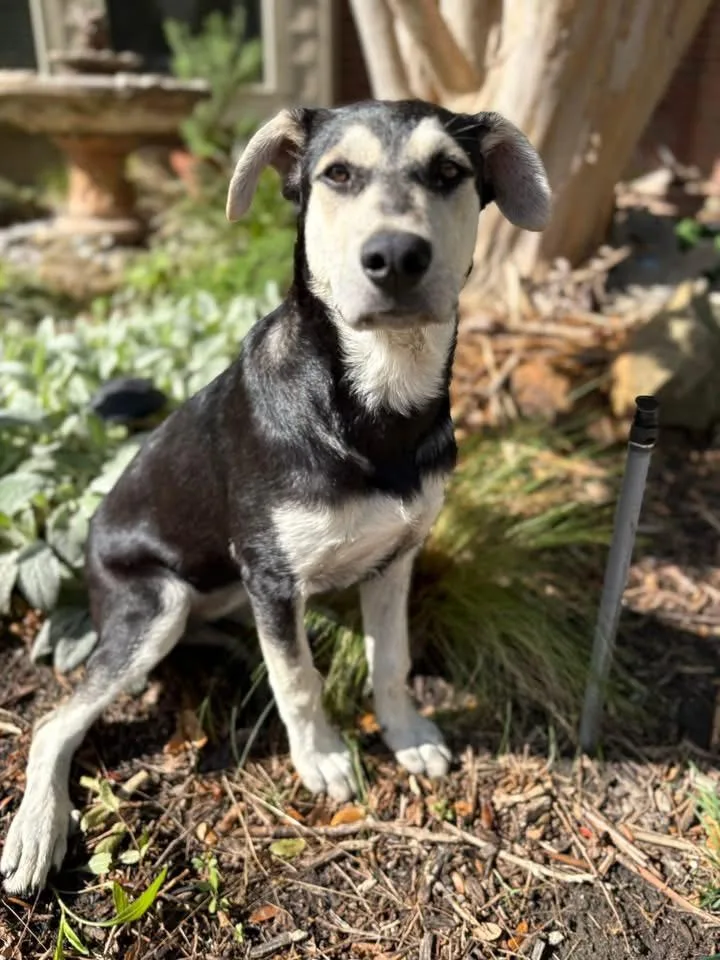 A young medium-sized female Australian Shepherd dog named Bunny for adoption in Southlake, TX