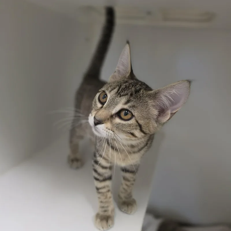 A baby medium-sized female Tabby (Buff / Tan / Fawn) Domestic Short Hair cat named Starly for adoption in Grants Pass, OR
