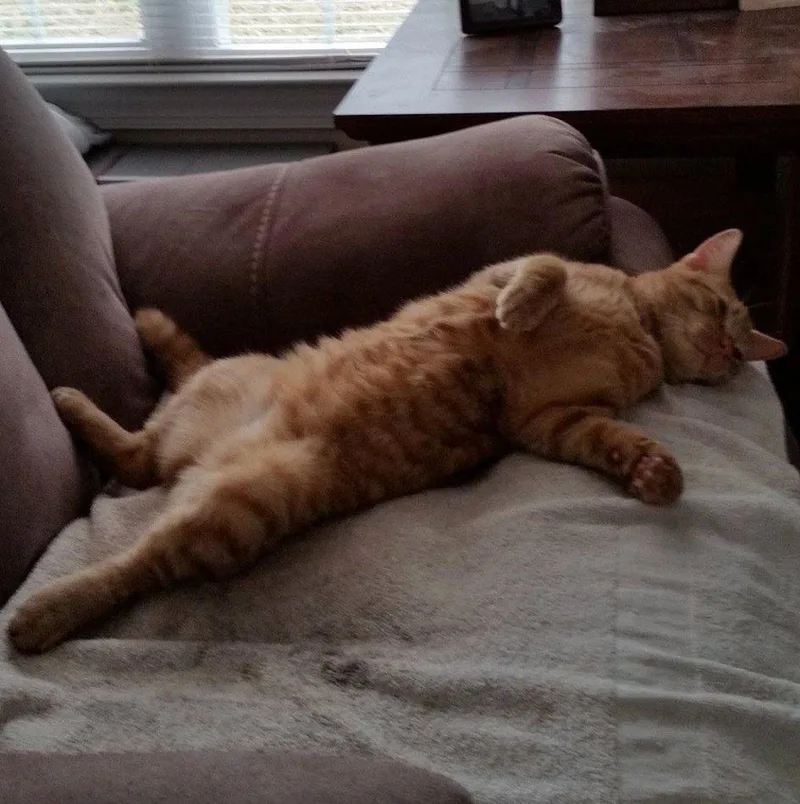 A senior large-sized male Tabby (Orange / Red) Domestic Short Hair cat named Carlton for adoption in Raleigh, NC