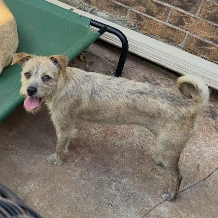 A young small-sized female Yellow / Tan / Blond / Fawn Terrier dog named Pumpkin for adoption in Pelham, NH