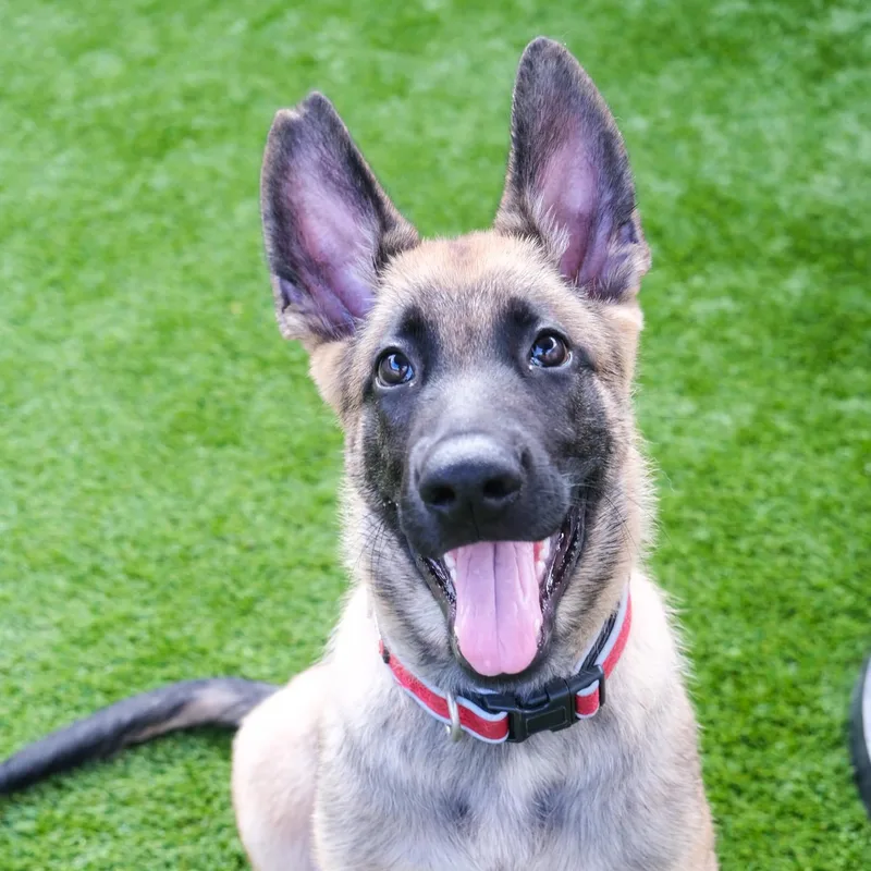 A young large-sized male Black Belgian Shepherd / Malinois dog named Russett for adoption in Newport Beach, CA
