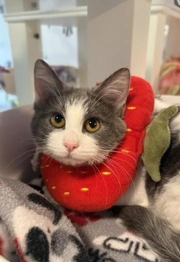 A young small-sized female Domestic Short Hair cat named Spidey for adoption in Sultan, WA
