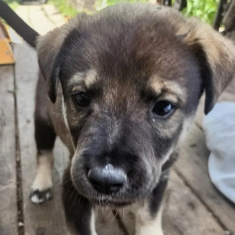 A baby small-sized male Black Mixed Breed dog named Vegemite for adoption in Buffalo, MN