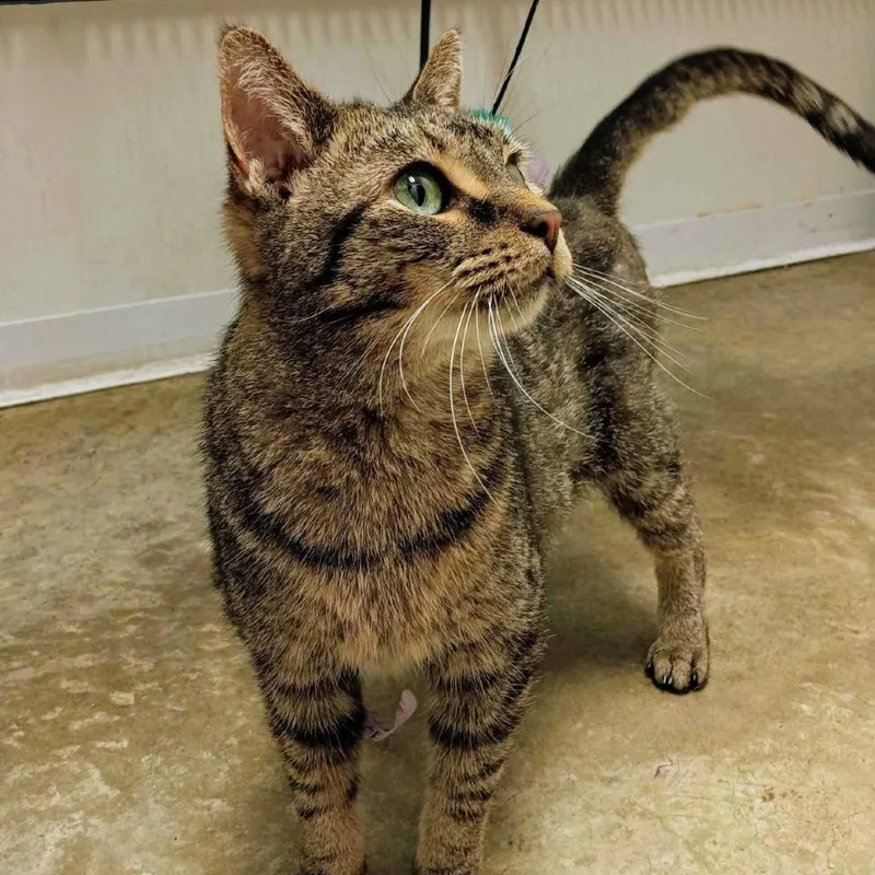 A senior medium-sized female Black Domestic Short Hair cat named Lily for adoption in Normal, IL
