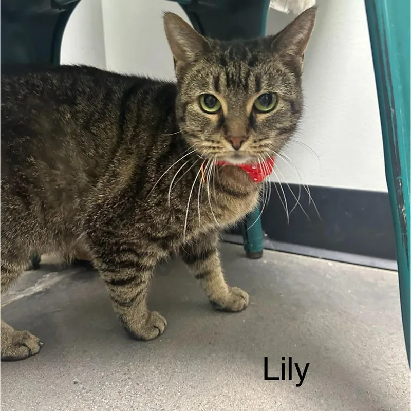 Lily thumbnail 3