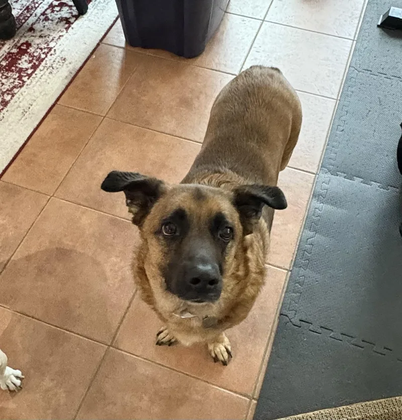 An adult large-sized male Belgian Shepherd / Laekenois dog named Kane for adoption in Wills Point, TX