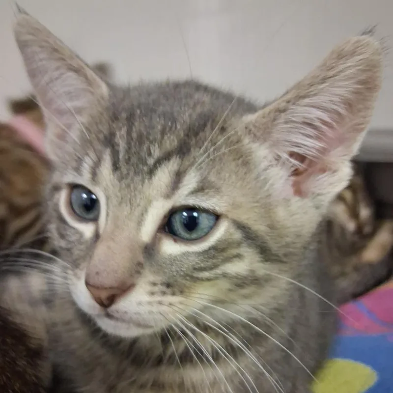A baby small-sized male Gray / Blue / Silver Domestic Short Hair cat named Pele for adoption in Redwood City, CA
