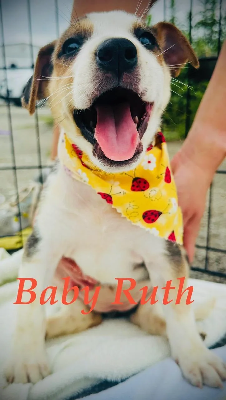 A baby medium-sized female Tricolor (Brown, Black, & White) Husky dog named Baby Ruth Mini for adoption in Andover, MA