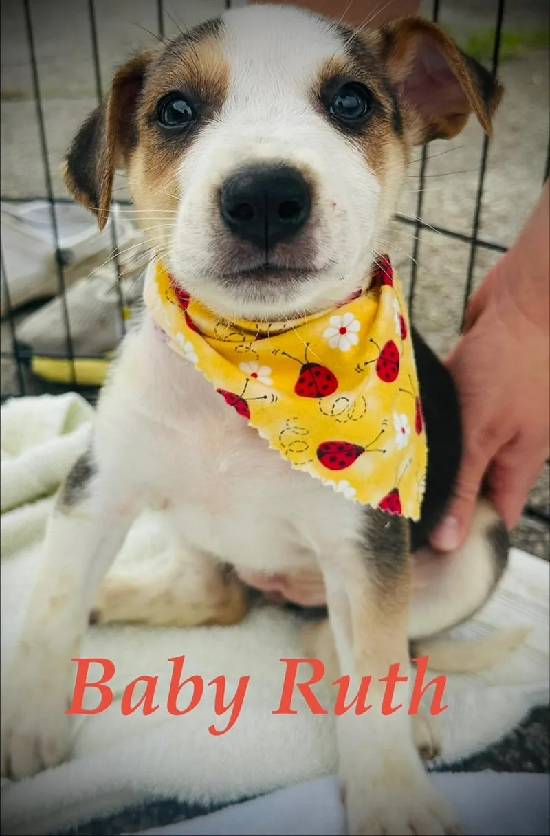 Baby Ruth Mini thumbnail 2