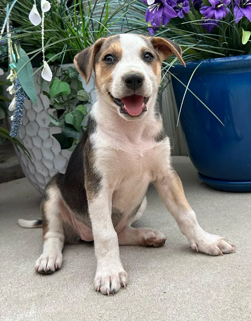 Baby Ruth Mini thumbnail 6