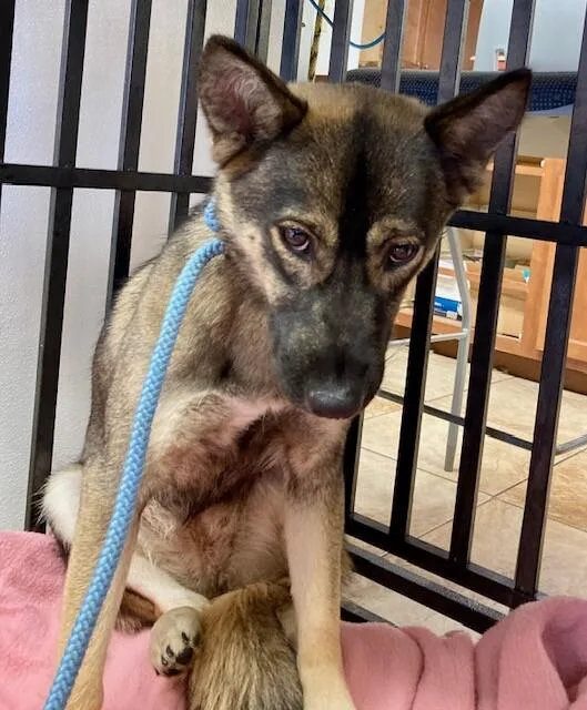 A young large-sized female Yellow / Tan / Blond / Fawn Mixed Breed dog named Sofie for adoption in Cincinnati, OH