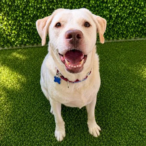 An adult large-sized male White / Cream Labrador Retriever dog named Scout for adoption in Hopkinton, MA