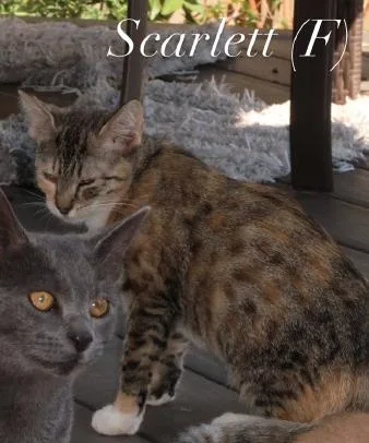 A baby medium-sized female Domestic Short Hair cat named Scarlet for adoption in Herndon, VA