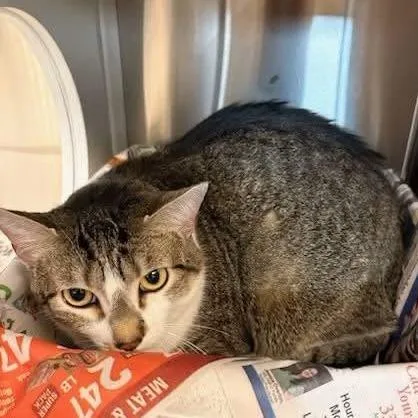 An adult large-sized female Gray / Blue / Silver Domestic Short Hair cat named Rosie the Cat for adoption in Hattiesburg, MS