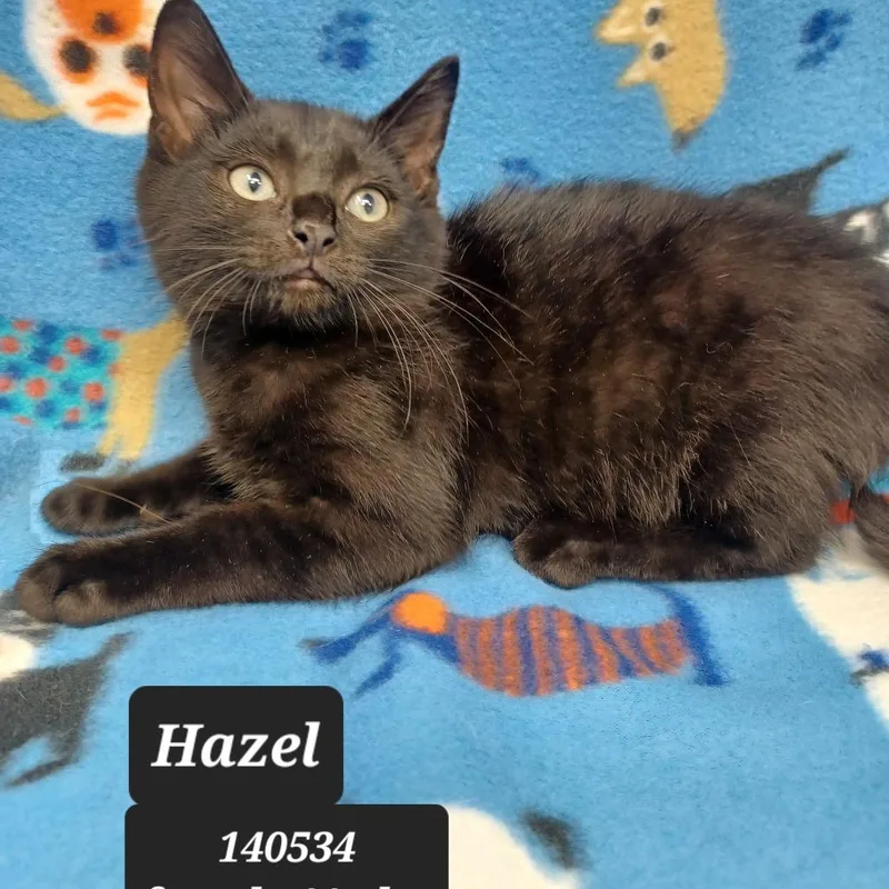 A baby small-sized female Domestic Short Hair cat named Hazel for adoption in New Tazewell, TN