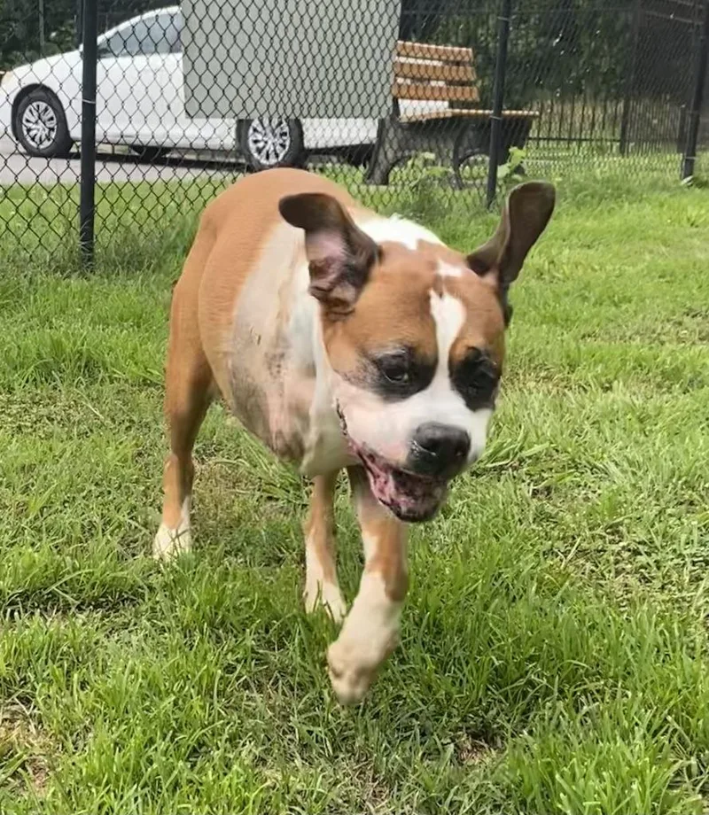 An adult large-sized male Boxer dog named Winston for adoption in Little Rock, AR