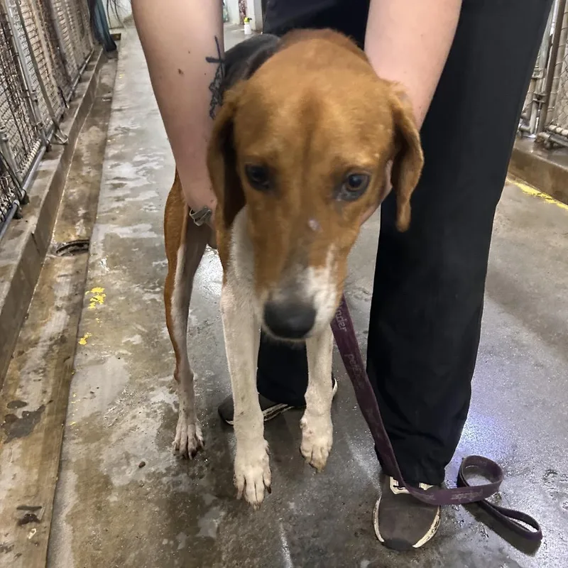 An adult medium-sized male Hound dog named Copper for adoption in Summerville, SC
