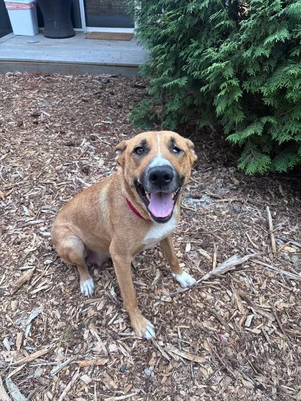 An adult medium-sized female Yellow / Tan / Blond / Fawn German Shepherd Dog dog named Nessa for adoption in renton, WA