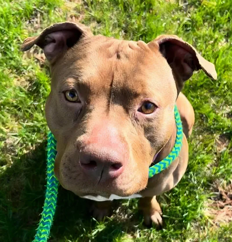 A young large-sized female Terrier dog named Dakota for adoption in North Syracuse, NY