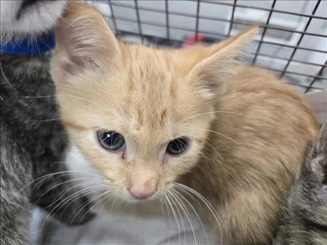 Benny