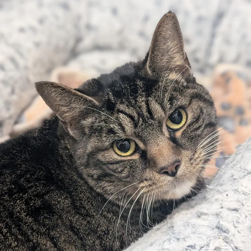 An adult large-sized male Domestic Short Hair cat named Steve for adoption in Reno, NV