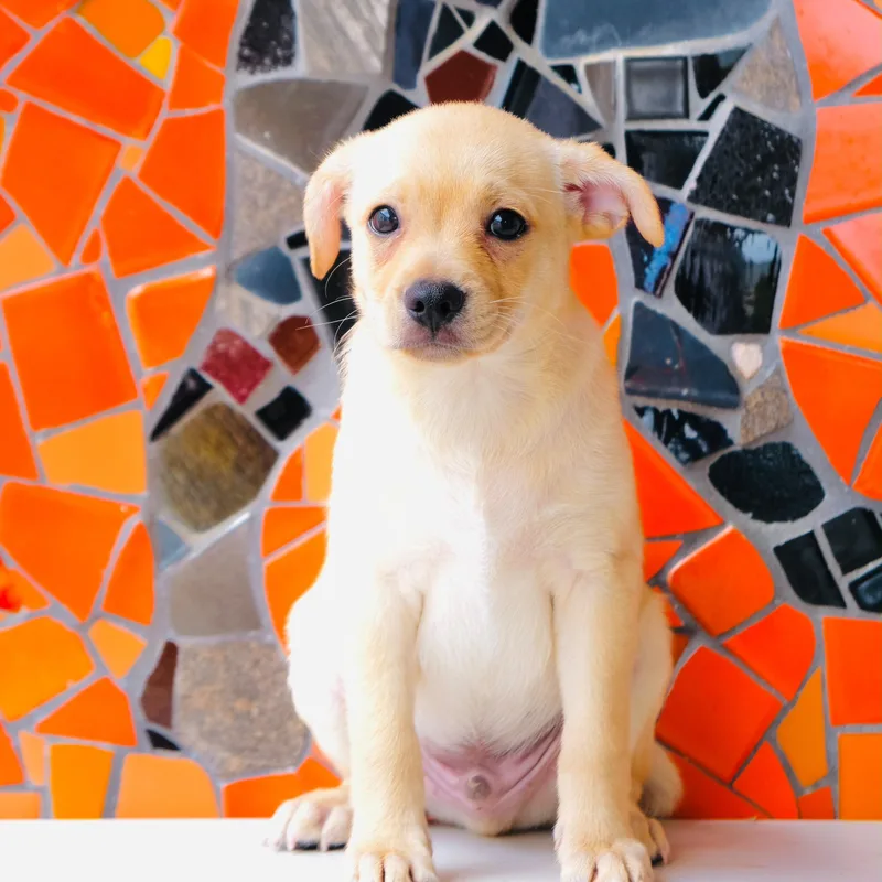 A baby small-sized male Beagle dog named Naan for adoption in San Diego, CA