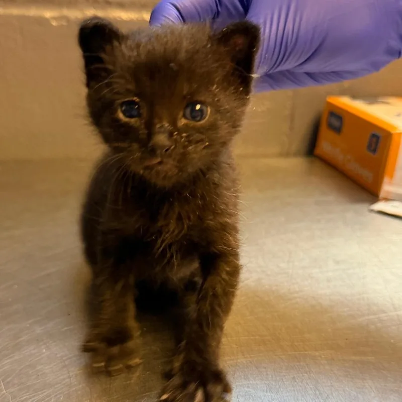 A baby small-sized male Black Domestic Short Hair cat named Zorro for adoption in Tuscaloosa, AL