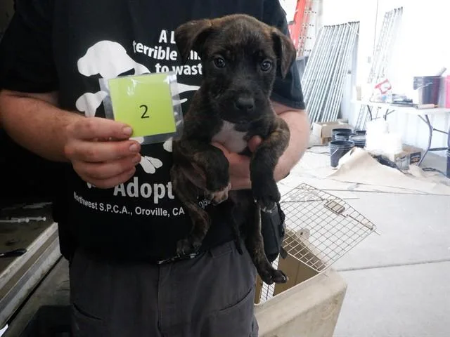 A baby medium-sized male Pit Bull Terrier dog named Mr Bingley for adoption in Oroville, CA