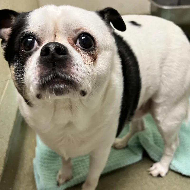 An adult small-sized male White / Cream Mixed Breed dog named 71597 for adoption in Harrisonburg, VA