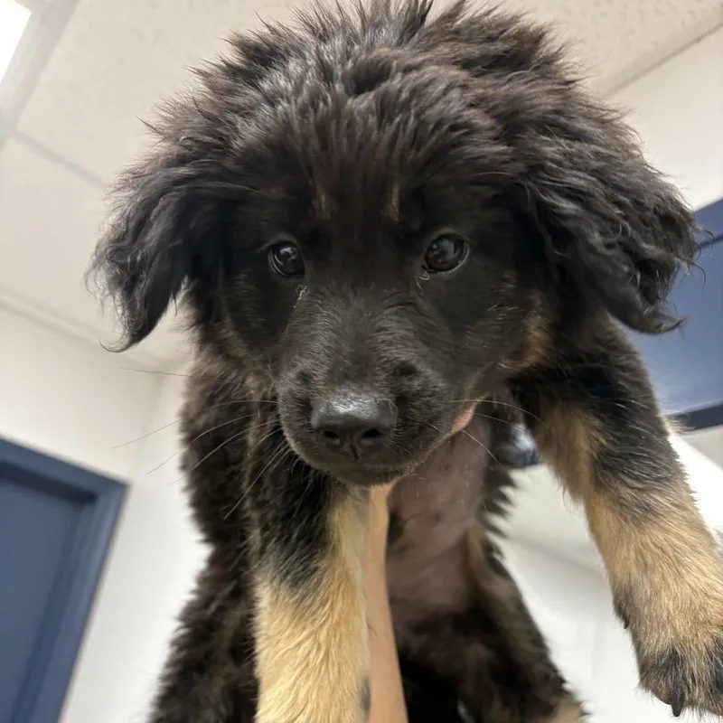 A baby small-sized male Black Shepherd dog named Bourbon for adoption in Beaumont, TX