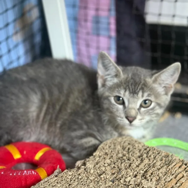 A baby small-sized female Torbie Domestic Short Hair cat named Storm for adoption in Ridgely, MD