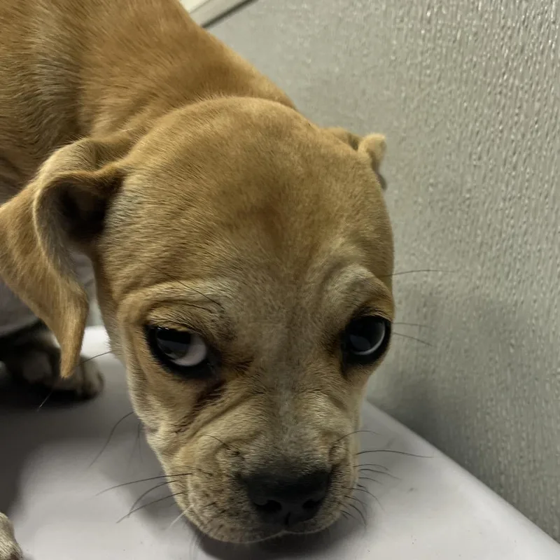 A baby small-sized female Yellow / Tan / Blond / Fawn Boxer dog named Aranda for adoption in Tampa, FL