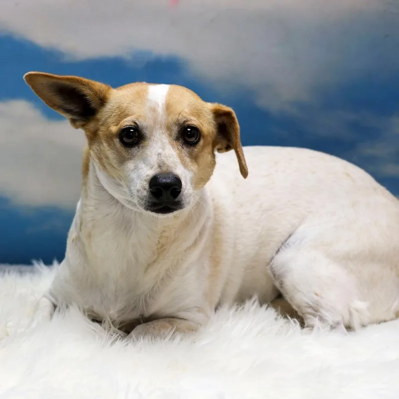 An adult medium-sized female Yellow / Tan / Blond / Fawn Dachshund dog named Britta for adoption in Casa Grande, AZ