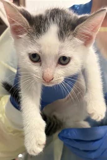 A baby small-sized male Domestic Short Hair cat named Homer for adoption in Washington, DC