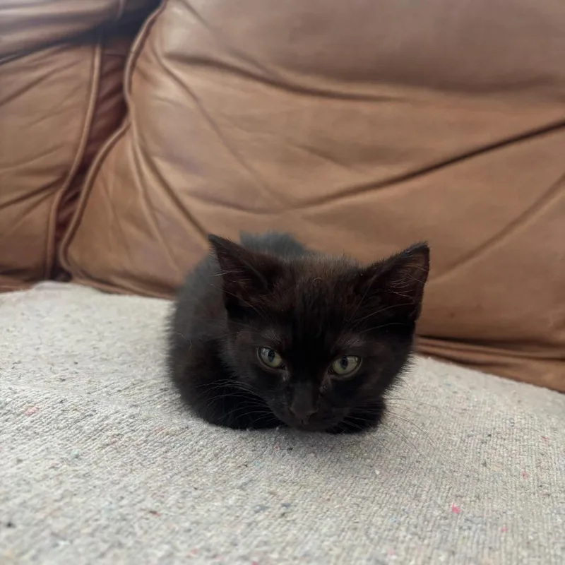 A baby small-sized female Black Domestic Short Hair cat named Lotus for adoption in Pasadena, CA