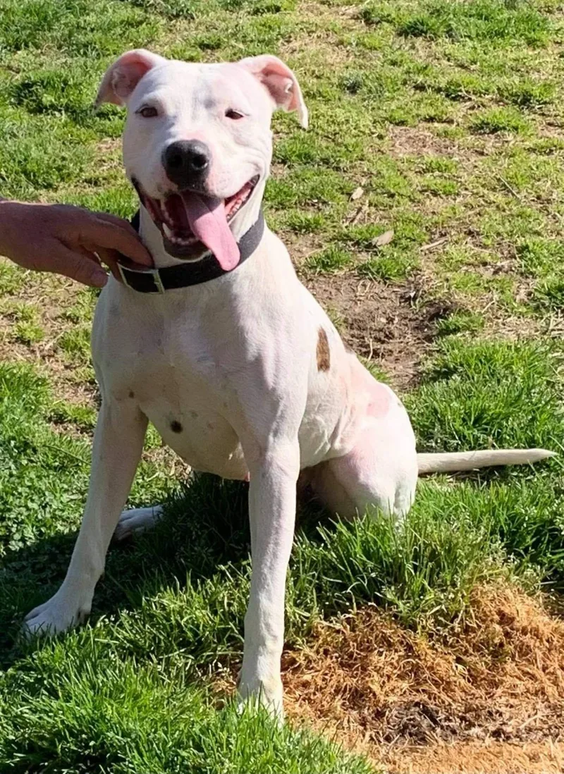 A young large-sized female Pit Bull Terrier dog named Emmie for adoption in Zuni, VA
