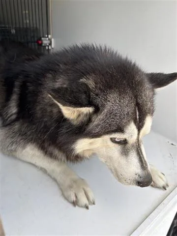 An adult large-sized male Husky dog named Odin for adoption in Houston, TX