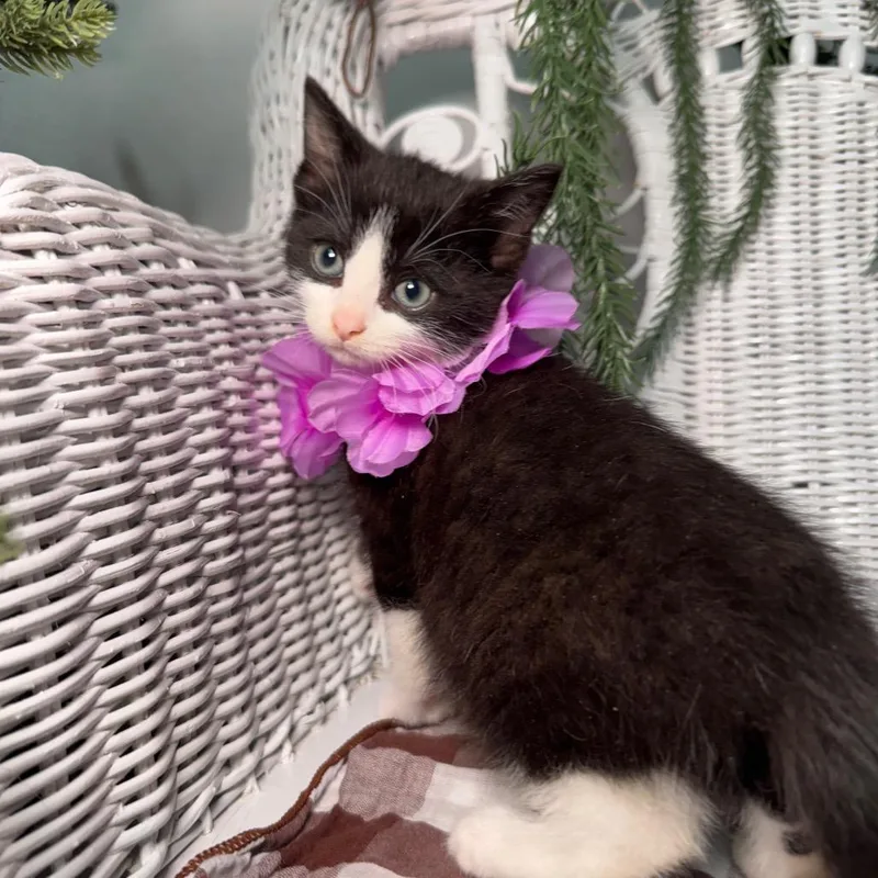 A baby small-sized female Black Domestic Short Hair cat named Pistachio Hala Din for adoption in Eaton Rapids, MI